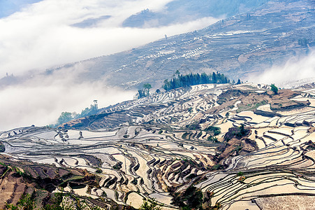 杨阳赖台稻田薄雾梯田旅游地区爬坡胜地日出种植园食物图片