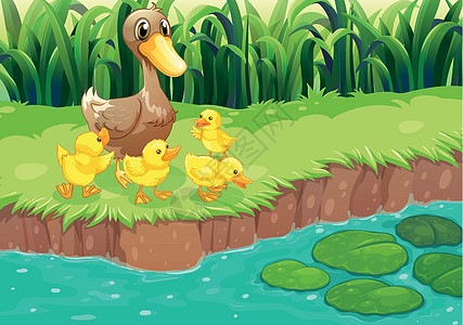一只母鸭和她的鸭子在河边图片