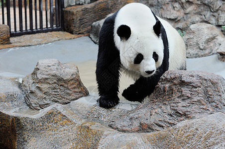 泰国的Panda哺乳动物白色旅行地点黑色动物园宠物熊猫动物野生动物图片