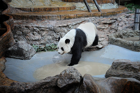 泰国的Panda黑色熊猫哺乳动物动物园宠物旅行地点野生动物白色动物图片