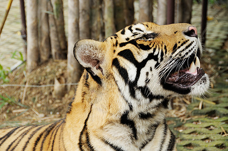 老虎在大房子里勇气条纹宠物正方形危险想法物种食肉力量动物园图片