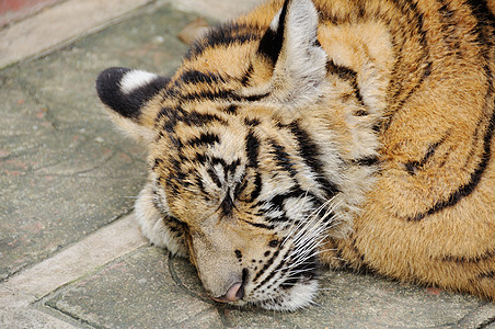 老虎在大房子里物种动物园野猫正方形想法动物条纹野生动物濒危勇气图片