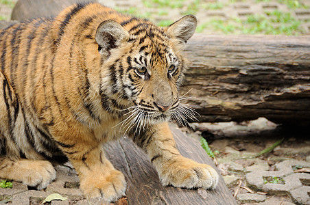 老虎在大房子里概念宠物正方形食肉物种野猫危险动物园想法条纹图片