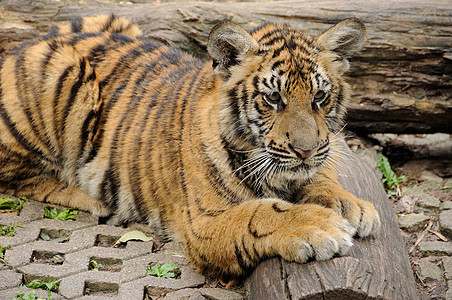 老虎在大房子里勇气动物园正方形危险动物概念力量宠物条纹物种图片