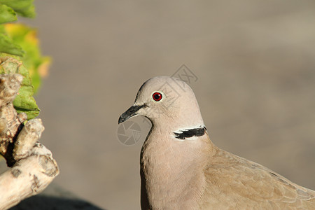 相碰撞的多夫眼睛羽毛野生动物背景图片