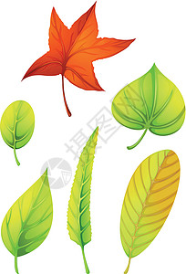 六种不同的叶叶子图片
