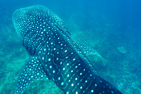在马尔代夫水晶清蓝的蓝水中游泳的鲸鱼鲨鱼动物群动物浮潜潜水鲸鲨鼻齿兽热带海洋生物旅行野生动物图片