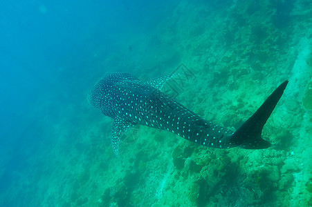 在马尔代夫水晶清蓝的蓝水中游泳的鲸鱼鲨鱼潜水蓝色旅行盐水热带野生动物鼻齿兽动物群浮潜鲸鲨图片