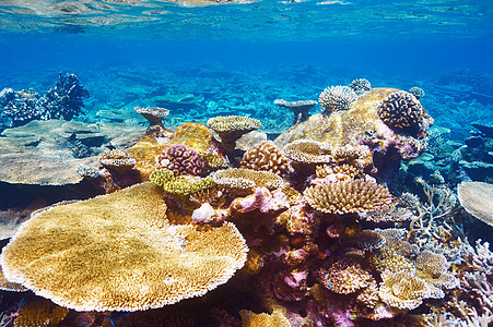 马尔代夫的珊瑚礁浮潜珊瑚异国呼吸管动物潜水热带蓝色海洋海上生活图片