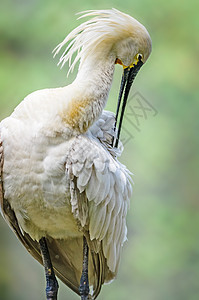 鸟儿 欧亚斯波恩比尔 普拉塔莱亚莱乌科罗迪亚鸟类大道羽毛俘虏修剪多样性野兽动物动物园配种图片