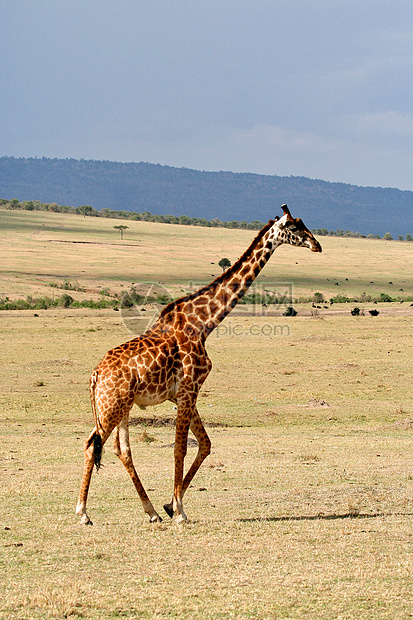 坦赞国家公园长颈鹿彩色假期旅行草食性主题生态旅游哺乳动物野外动物背景荒野图片