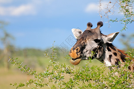 坦赞国家公园长颈鹿地点兽头背景长颈野外动物旅行宠物旅游野生动物假期图片