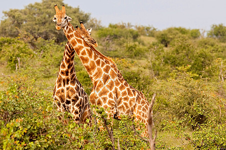 坦赞国家公园长颈鹿兽头野外动物假期彩色生态旅游背景荒野动物园地点野生动物图片