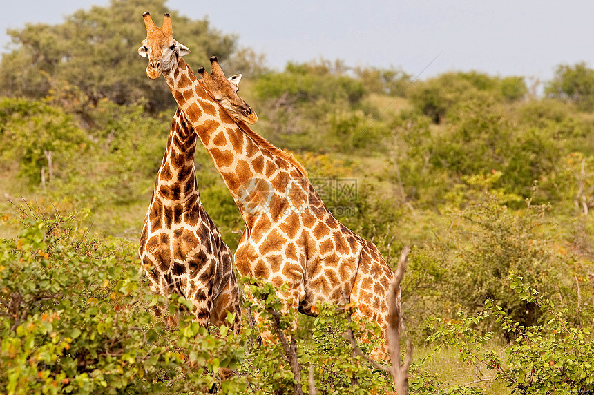 坦赞国家公园长颈鹿兽头野外动物假期彩色生态旅游背景荒野动物园地点野生动物图片