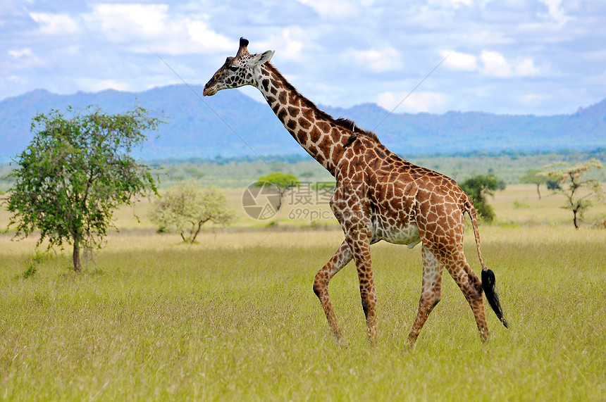 坦桑尼亚国家公园长颈鹿野生动物野外动物衬套草食性目的地旅游宠物动物园地点主题图片