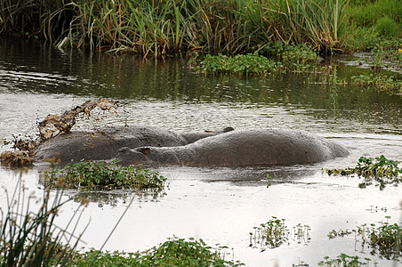 坦桑尼亚国家公园的河马宠物哺乳动物极端牙齿泳池主题家庭地形野生动物臀部图片