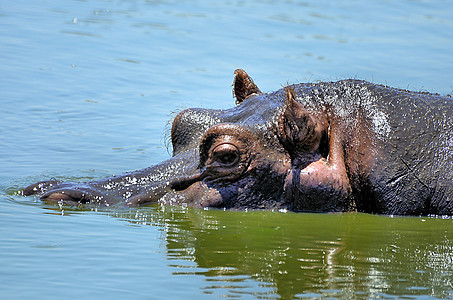 坦桑尼亚国家公园的河马牙齿泳池宠物游戏兽嘴哺乳动物背景平原水域动物体图片