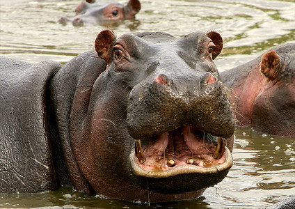坦桑尼亚国家公园的河马泳池兽头臀部游戏地形池塘动物家庭水域野外动物图片