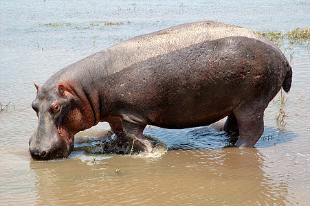 坦桑尼亚国家公园的河马游戏哺乳动物兽嘴家庭动物体平原火山口池塘宠物野外动物图片