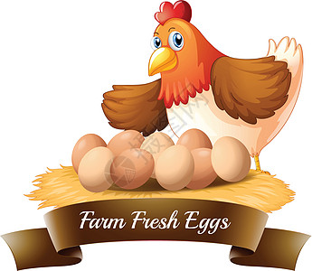 农场新鲜鸡蛋边缘双方母鸡生物女孩海报农民招牌椭圆形食物图片