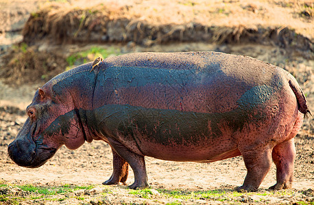 坦桑尼亚国家公园的河马草食性背景公园牙齿宠物危险哺乳动物游戏臀部泳池图片