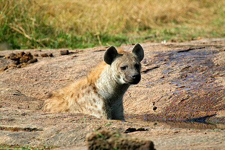 坦桑尼亚国家公园的Hyena宠物风景地平线野生动物旅行鬣狗观赏蓝色火山口食肉图片