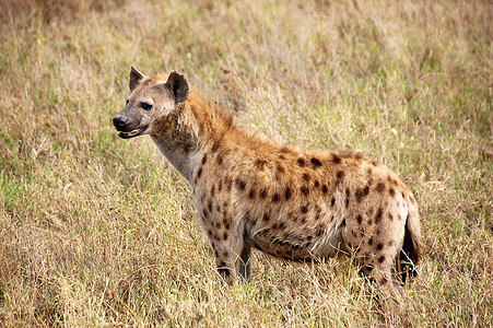 坦桑尼亚国家公园的Hyena陨石荒野食肉饮食宠物旅行火山口地平线热带哺乳动物图片