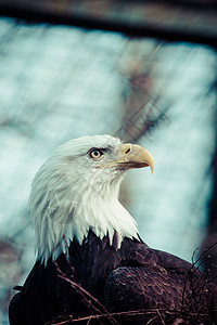 秃鹰的肖像羽毛荒野白头鹰濒危野生动物鸢尾花猎鹰生物脊椎动物海藻图片