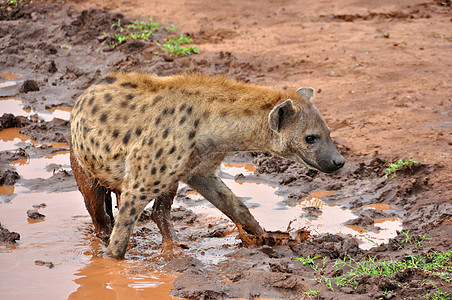 坦桑尼亚国家公园的Hyena保护区蓝色食肉气候动物哺乳动物火山口观赏野生动物死动物图片