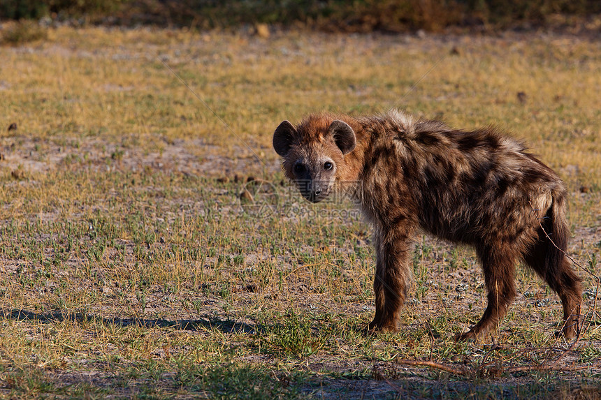 坦桑尼亚国家公园的Hyena鬣狗野生动物观赏保护区饮食宠物哺乳动物食肉气候死动物图片
