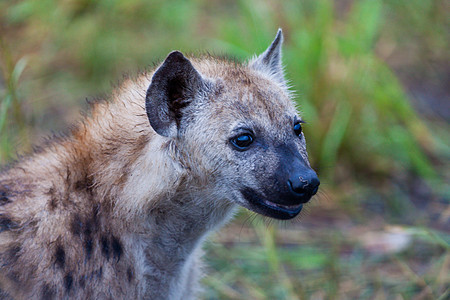 坦桑尼亚国家公园的Hyena死动物饮食地平线风景野外动物鬣狗哺乳动物食肉荒野热带图片
