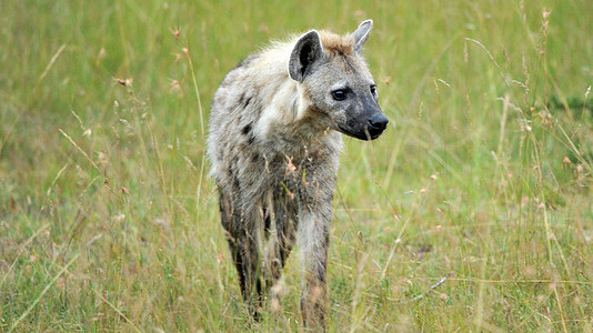 坦桑尼亚国家公园的Hyena动物风景羚羊哺乳动物食肉鬣狗荒野野外动物保护区地点图片