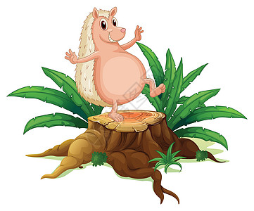 一只摩洛猪站在树桩上 有叶子图片