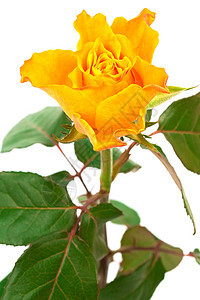 橙色玫瑰花花瓣橙子生活绿色白色植物黄色叶子婚礼季节图片