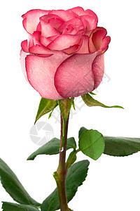 红玫瑰绿色叶子季节生活花瓣文化白色植物弹性礼物图片