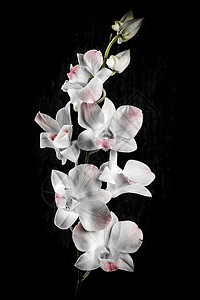 黑色的兰花花宏观粉色白色植物群花瓣花朵植物背景图片