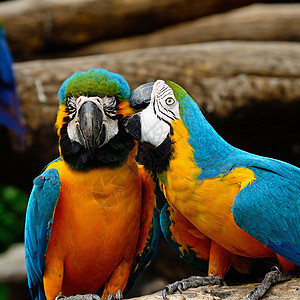 蓝色和金色Macaw黄色金刚鹦鹉宠物情调动物园翅膀动物群生活羽毛金子图片