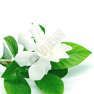 花园植物学植物白色栀子栀子花植物群季节茉莉花叶子庆典图片