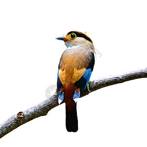 Broadbill公司公园鸟类森林荒野羽毛嘴鸟鸣禽动物群野生动物枝条图片