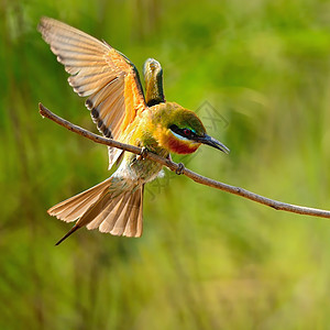 蓝尾蜂食蜜蜂者羽毛翅膀热带动物群生物尾巴荒野野生动物鸟类脊柱图片