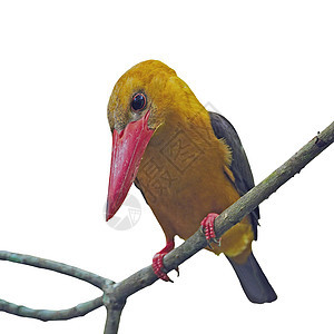 女性布朗翼捕鸟王红树林野生动物鸟类棕翅翠鸟棕色森林背景图片