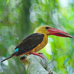 男性布朗翼捕鸟王翠鸟野生动物森林棕翅鸟类棕色红树林背景图片