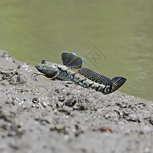 穆德斯基pper动物泥滩洪水场斑点弹丸水生动物沼泽蓝色跳跃飞行图片