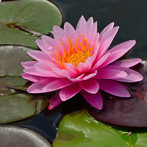 水下自来水花粉花园公园森林紫色温泉水池花瓣荷花百合图片