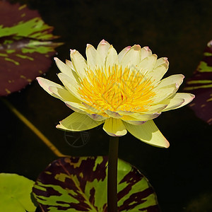 水下自来水花粉热带森林荷花美丽池塘紫色花园花瓣公园图片