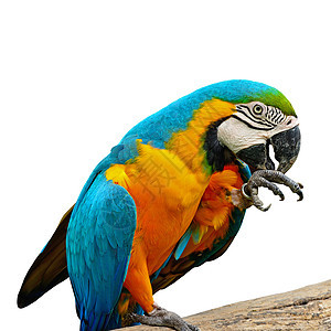 蓝色和金色Macaw脊椎动物金子宠物眼睛鸟舍野生动物荒野翅膀异国生活图片