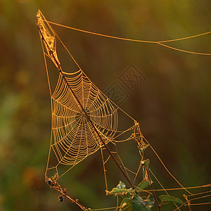 蜘蛛网几何学金子太阳八角形宏观圆圈网络阳光蛛网危险图片