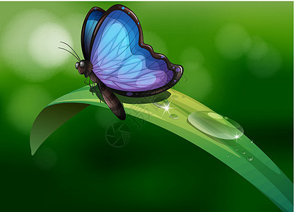 叶子上方的一只蓝蝴蝶图片