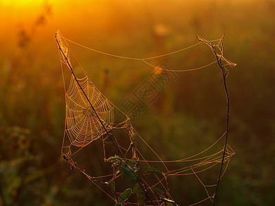 蜘蛛网阳光薄雾宏观几何学蜘蛛丝绸昆虫网络圆圈蛛网图片