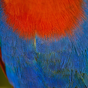 Ecectus 鹦鹉羽毛女性绿色翅膀荒野蓝色红色野生动物图片